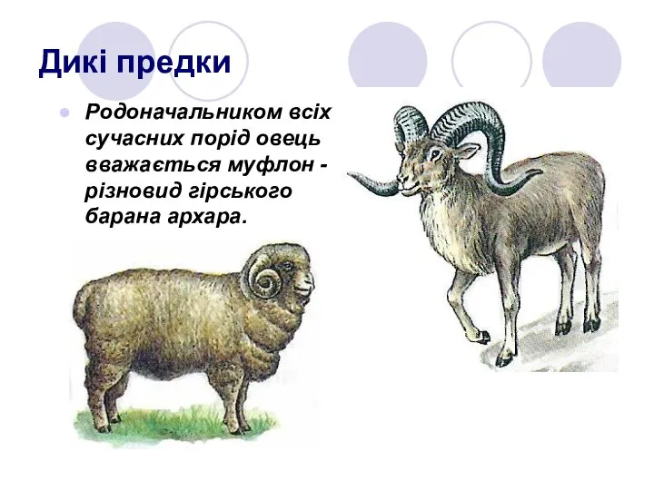 Дикі предки Родоначальником всіх сучасних порід овець вважається муфлон - різновид гірського барана архара.