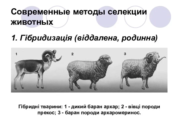 Современные методы селекции животных 1. Гібридизація (віддалена, родинна) Гібридні тварини: 1