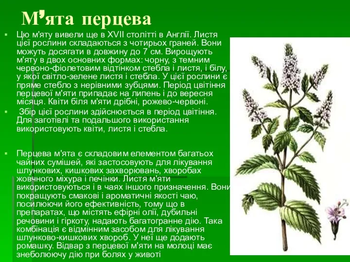 М’ята перцева Цю м'яту вивели ще в XVII столітті в Англії.