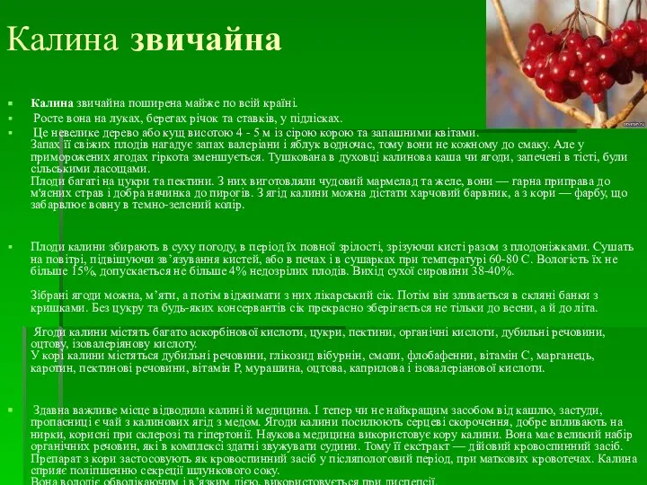 Калина звичайна Калина звичайна поширена майже по всій країні. Росте вона