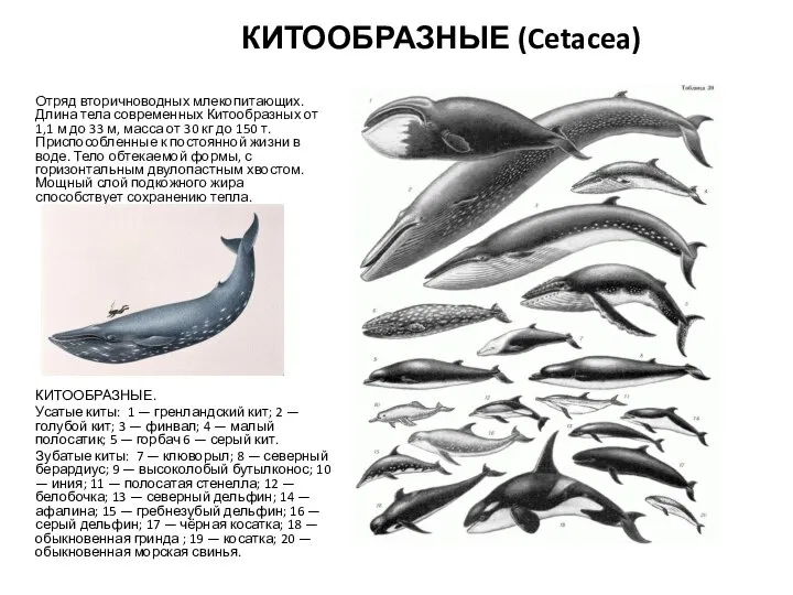 КИТООБРАЗНЫЕ (Cetacea) Отряд вторичноводных млекопитающих. Длина тела современных Китообразных от 1,1