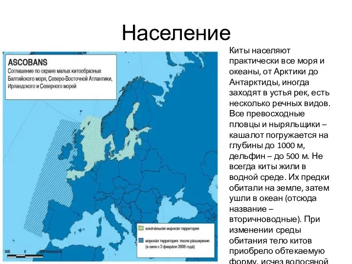 Киты населяют практически все моря и океаны, от Арктики до Антарктиды,