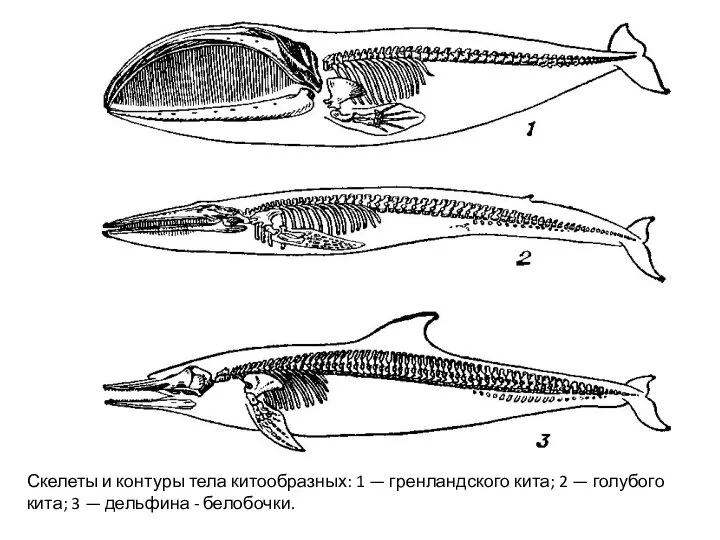 Скелеты и контуры тела китообразных: 1 — гренландского кита; 2 —