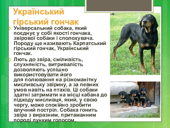 Український гірський гончак Універсальний собака, який поєднує у собі якості гончака,