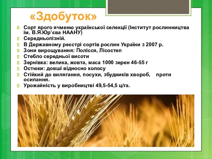 Сорт ярого ячменю української селекції (Інститут рослинництва ім. В.Я.Юр’єва НААНУ) Середньопізній.