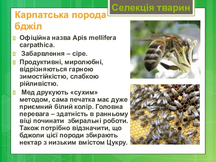 Селекція тварин Офіційна назва Apis mellifera carpathica. Забарвлення – сіре. Продуктивні,