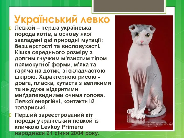 Український левко Левкой – перша українська порода котів, в основу якої