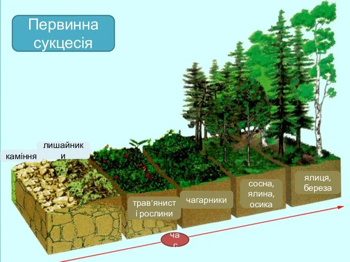 Первинна сукцесія час каміння лишайники трав'янисті рослини чагарники сосна, ялина, осика ялиця, береза