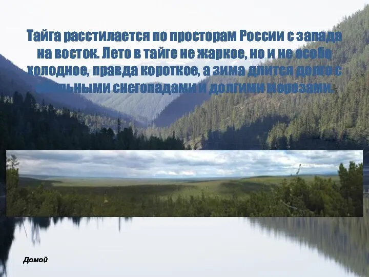 Тайга расстилается по просторам России с запада на восток. Лето в