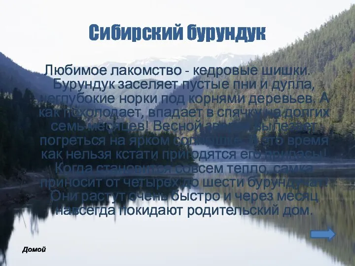 Сибирский бурундук Любимое лакомство - кедровые шишки. Бурундук заселяет пустые пни