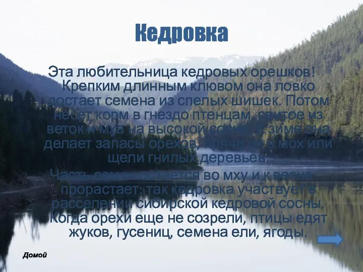 Кедровка Эта любительница кедровых орешков! Крепким длинным клювом она ловко достает