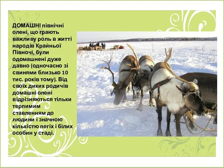 ДОМАШНІ північні олені, що грають важливу роль в житті народів Крайньої