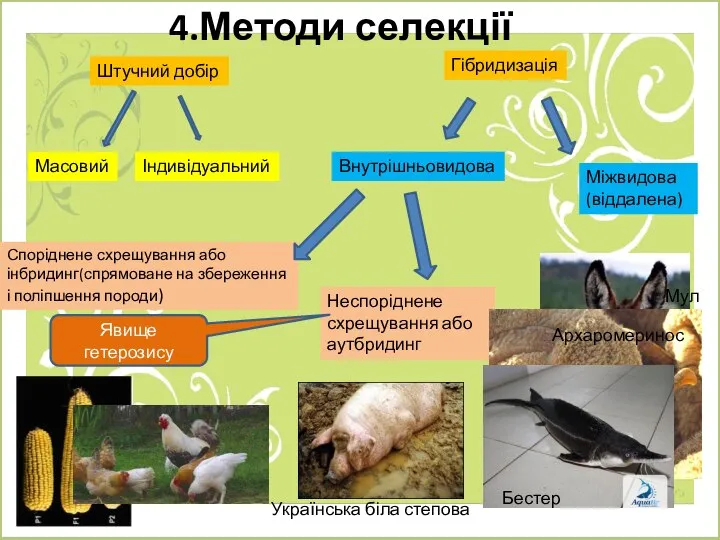 4.Методи селекції Штучний добір Гібридизація Масовий Індивідуальний Внутрішньовидова Міжвидова (віддалена) Споріднене