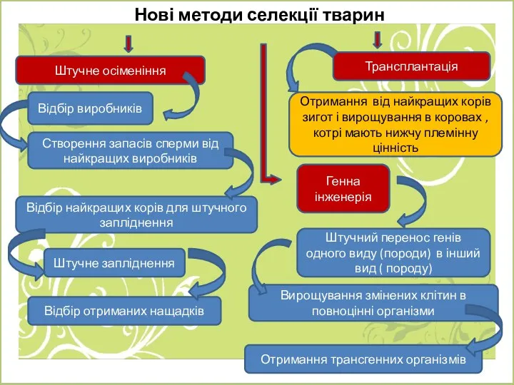 Нові методи селекції тварин Відбір найкращих корів для штучного запліднення Трансплантація