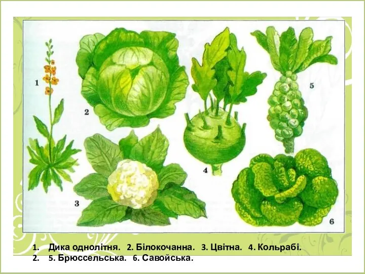 Дика однолітня. 2. Білокочанна. 3. Цвітна. 4. Кольрабі. 5. Брюссельська. 6. Савойська.