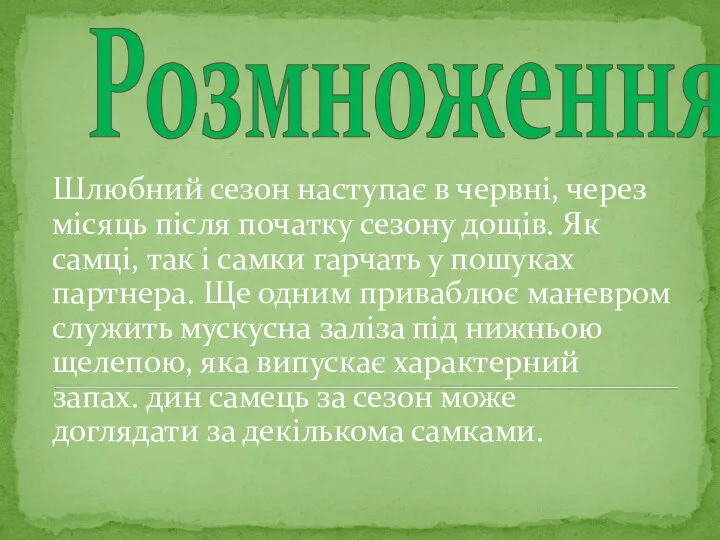 Розмноження Шлюбний сезон наступає в червні, через місяць після початку сезону