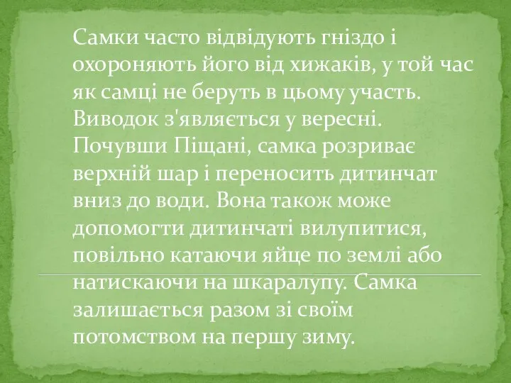 Самки часто відвідують гніздо і охороняють його від хижаків, у той