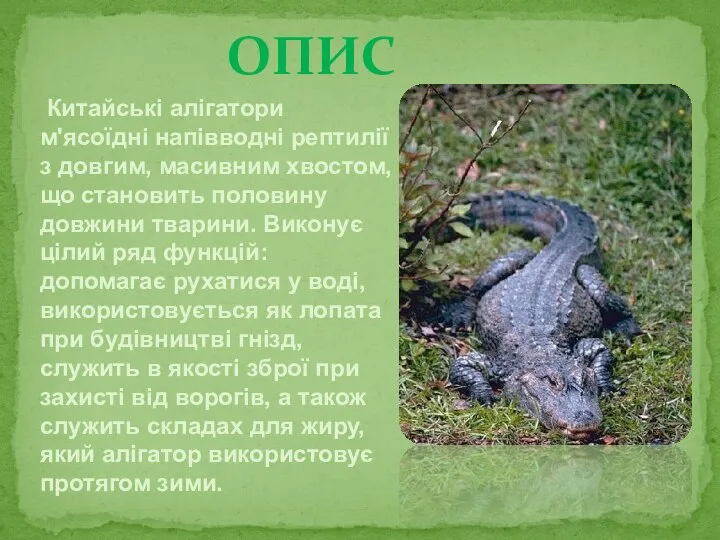 Китайські алігатори м'ясоїдні напівводні рептилії з довгим, масивним хвостом, що становить