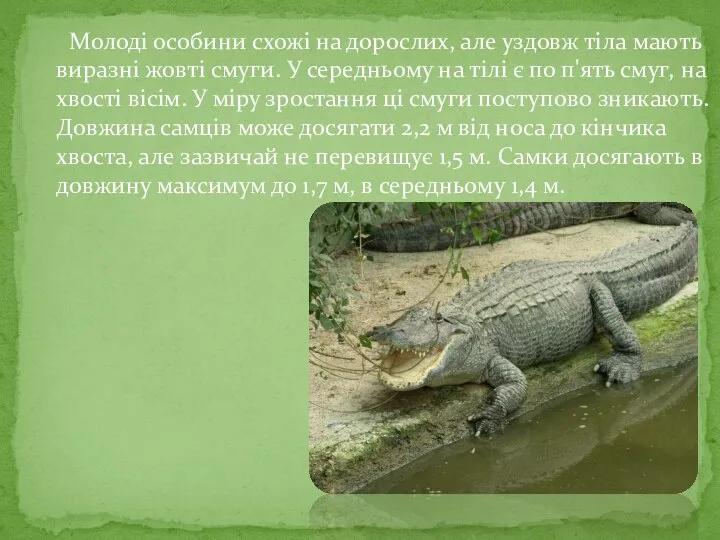 Молоді особини схожі на дорослих, але уздовж тіла мають виразні жовті