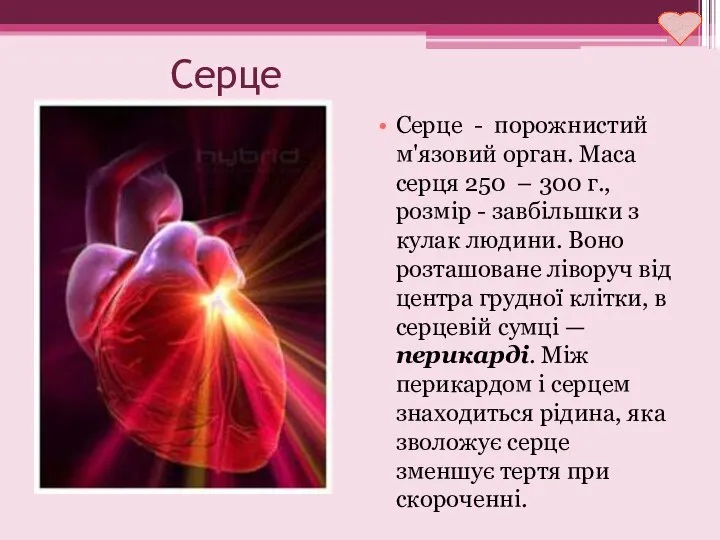 Серце Серце - порожнистий м'язовий орган. Маса серця 250 – 300