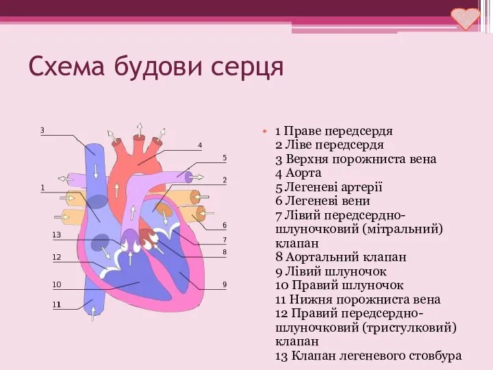 Схема будови серця 1 Праве передсердя 2 Ліве передсердя 3 Верхня