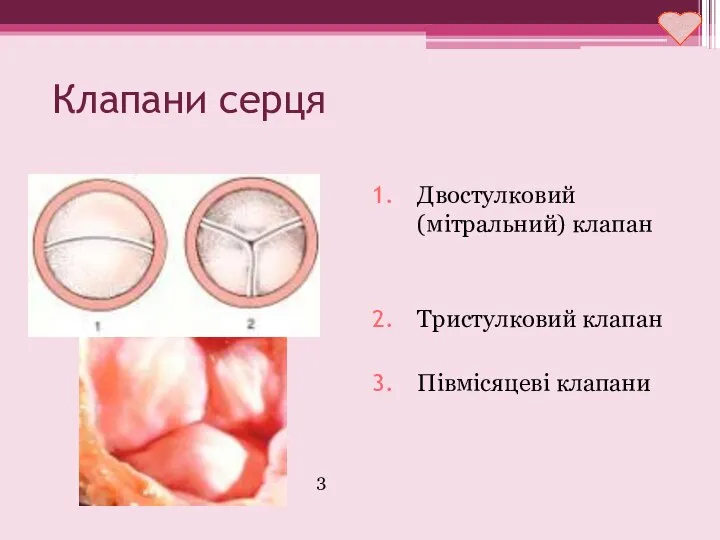 Клапани серця Двостулковий (мітральний) клапан Тристулковий клапан Півмісяцеві клапани 3