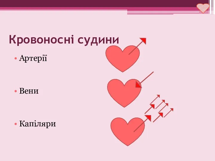 Кровоносні судини Артерії Вени Капіляри