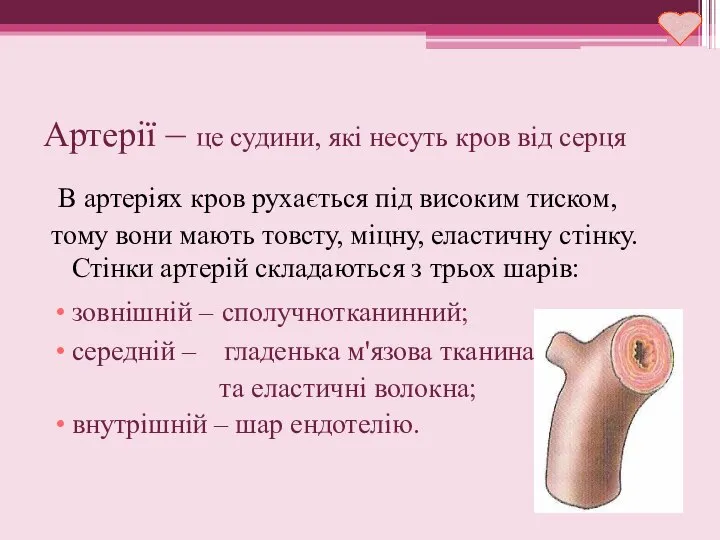 Артерії – це судини, які несуть кров від серця В артеріях