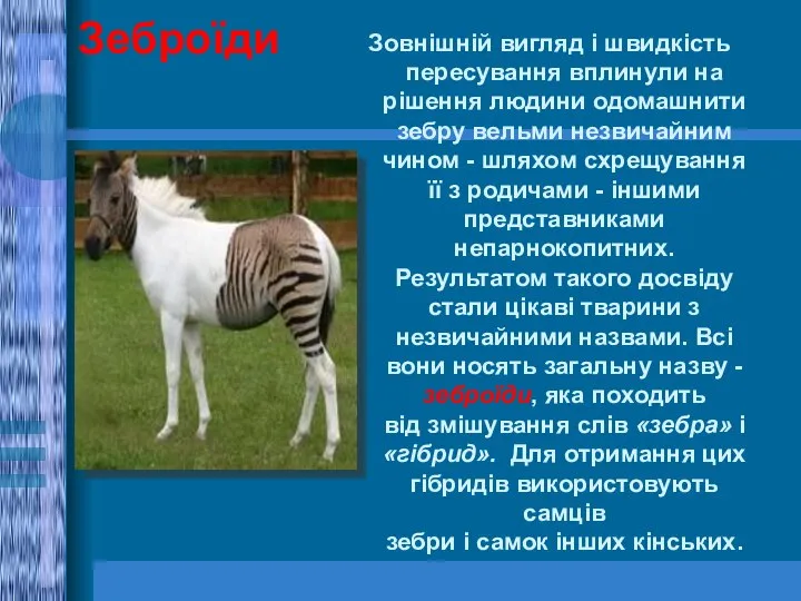 Зеброїди Зовнішній вигляд і швидкість пересування вплинули на рішення людини одомашнити