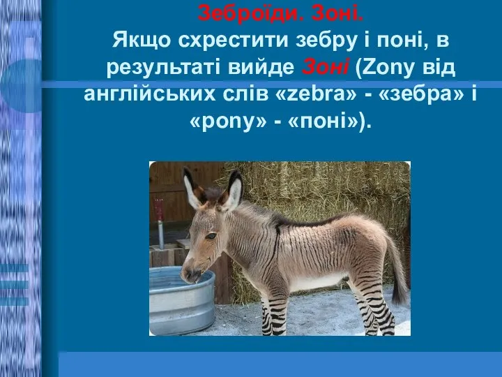 Зеброїди. Зоні. Якщо схрестити зебру і поні, в результаті вийде Зоні