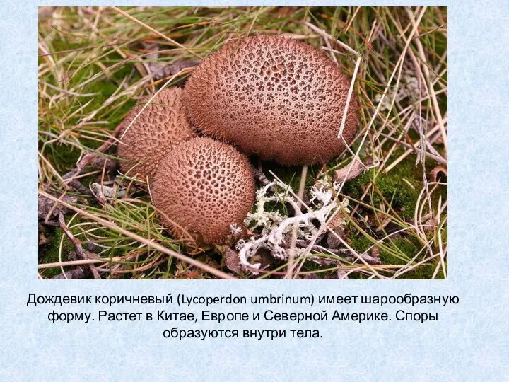 Дождевик коричневый (Lycoperdon umbrinum) имеет шарообразную форму. Растет в Китае, Европе