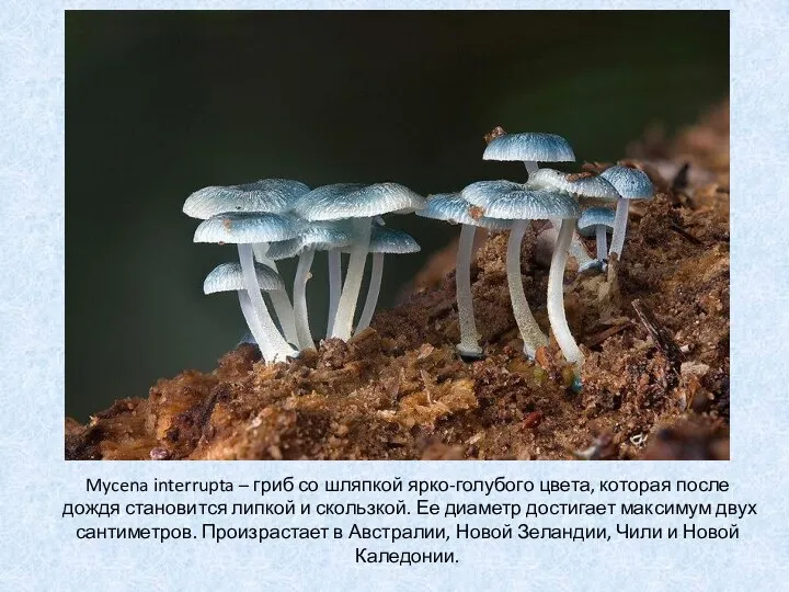 Mycena interrupta – гриб со шляпкой ярко-голубого цвета, которая после дождя