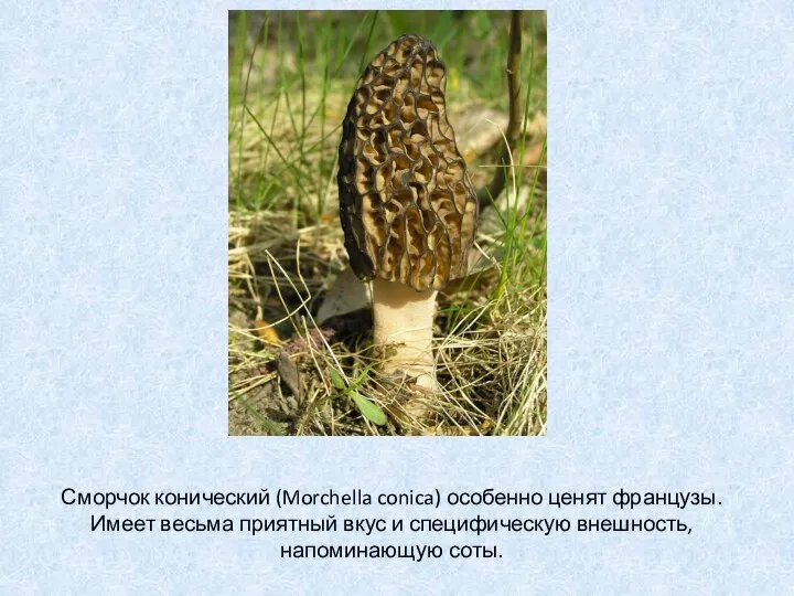 Сморчок конический (Morchella conica) особенно ценят французы. Имеет весьма приятный вкус и специфическую внешность, напоминающую соты.