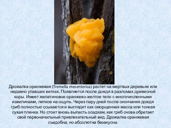 Дрожалка оранжевая (Tremella mesenterica) растет на мертвых деревьях или недавно упавших