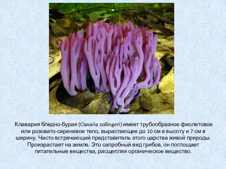 Клавария бледно-бурая (Clavaria zollingeri) имеет трубообразное фиолетовое или розовато-сиреневое тело, вырастающее
