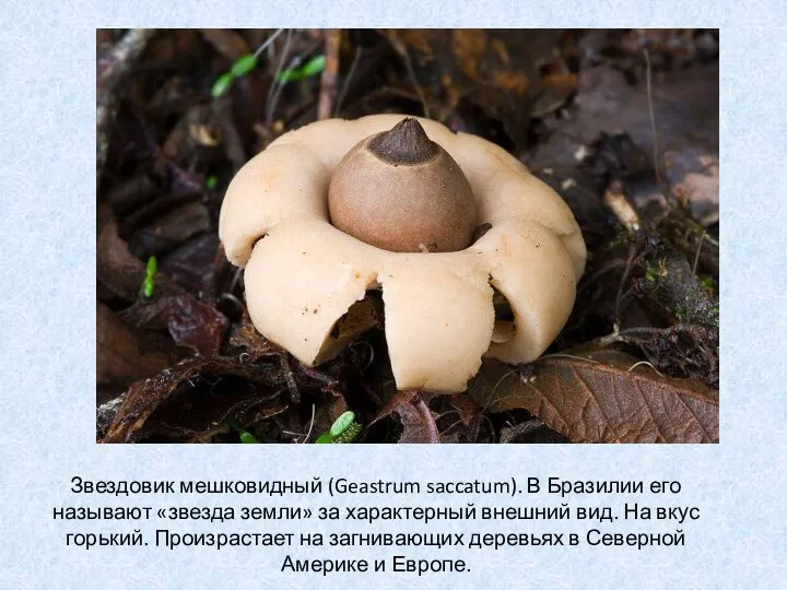 Звездовик мешковидный (Geastrum saccatum). В Бразилии его называют «звезда земли» за