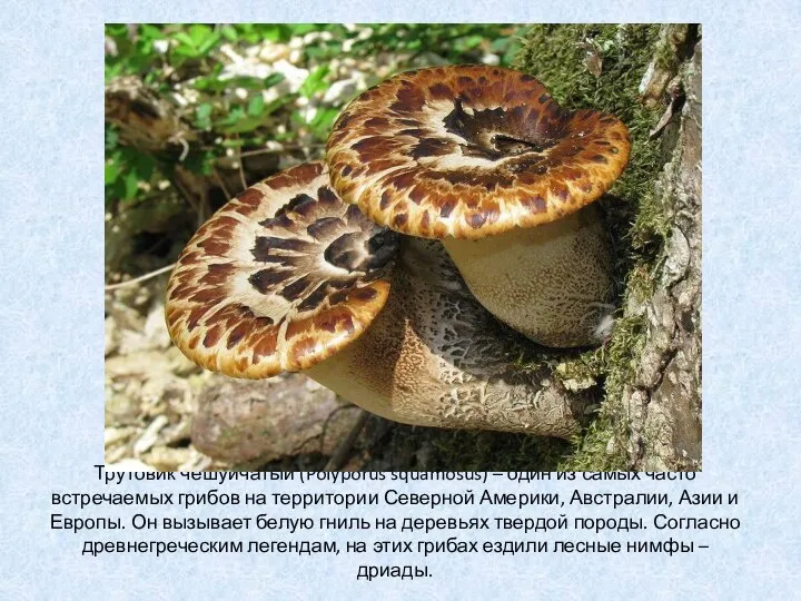Трутовик чешуйчатый (Polyporus squamosus) – один из самых часто встречаемых грибов