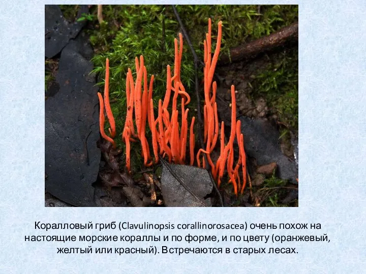 Коралловый гриб (Clavulinopsis corallinorosacea) очень похож на настоящие морские кораллы и