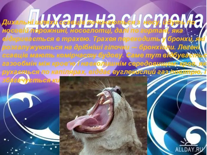 Дихальна система Дихальні шляхи ссавців починаються з носу, йдуть по носовій