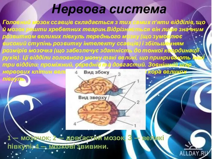 Нервова система Головний мозок ссавців складається з тих самих п’яти відділів,