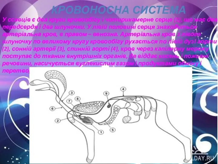 У ссавців є два круги кровообігу і чотирикамерне серце (1), що