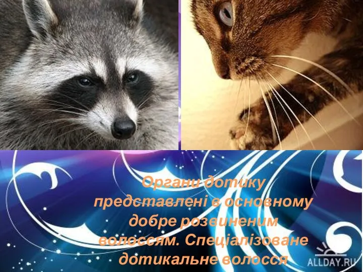 Органи дотику представлені в основному добре розвиненим волоссям. Спеціалізоване дотикальне волосся називається вібрисами