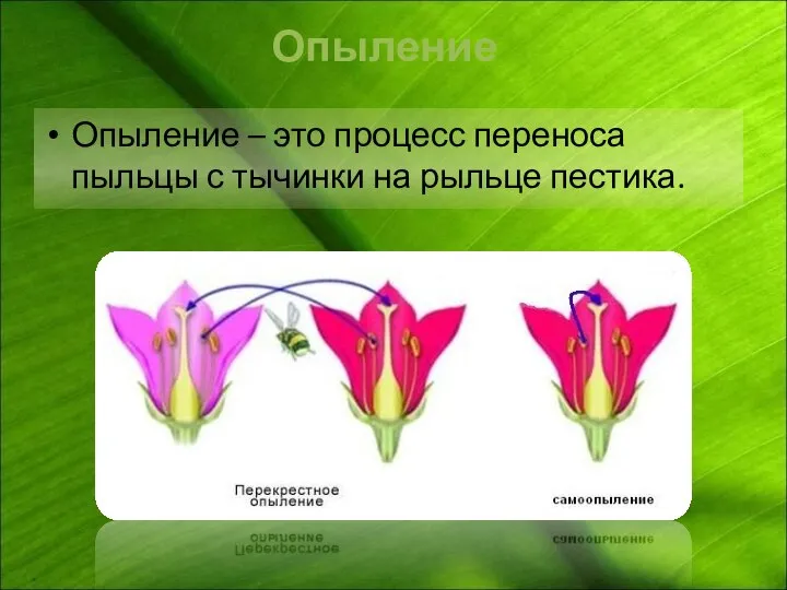 Опыление – это процесс переноса пыльцы с тычинки на рыльце пестика. Опыление