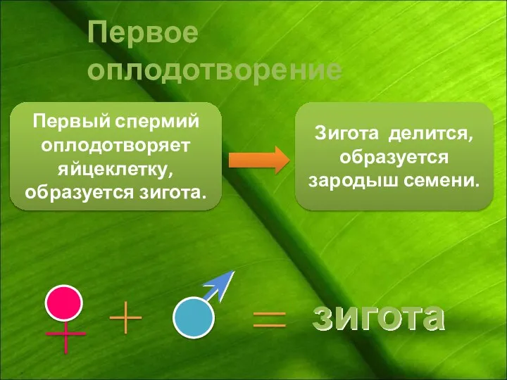 Первое оплодотворение Первый спермий оплодотворяет яйцеклетку, образуется зигота. Зигота делится, образуется зародыш семени.