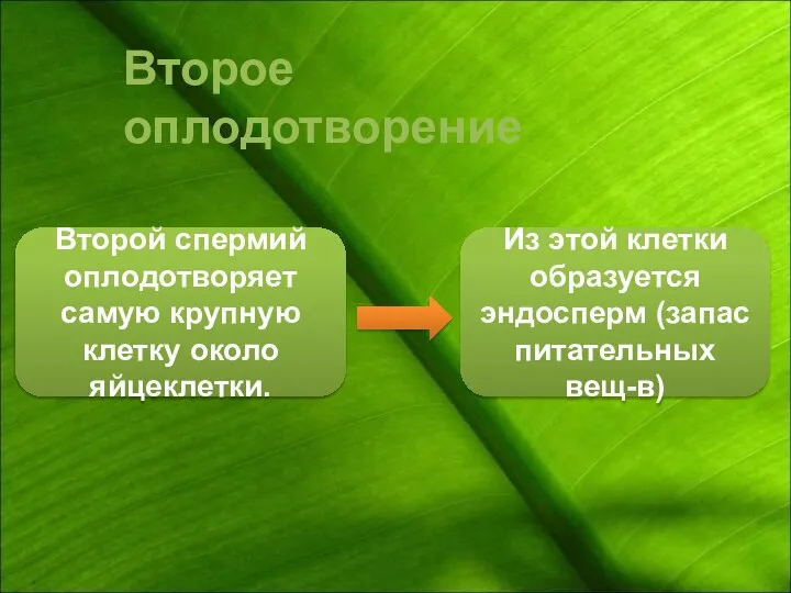 Второе оплодотворение Второй спермий оплодотворяет самую крупную клетку около яйцеклетки. Из