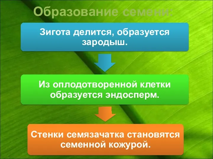 Образование семени: