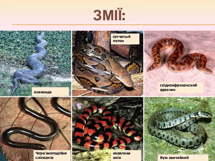 ЗМІЇ: анаконда сетчатый питон східноафриканский удавчик Черв’якоподібна сліпозмія коралова змія Вуж звичайний