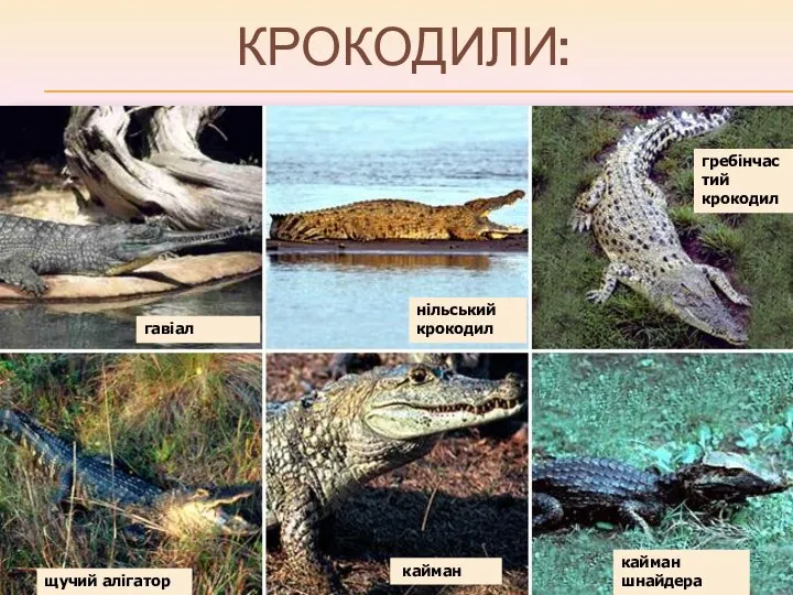 КРОКОДИЛИ: гавіал нільський крокодил гребінчастий крокодил щучий алігатор кайман кайман шнайдера