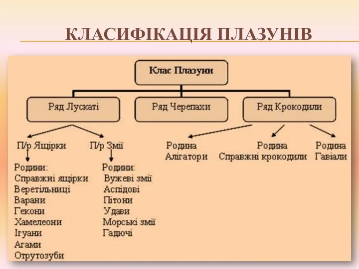 Класифікація плазунів