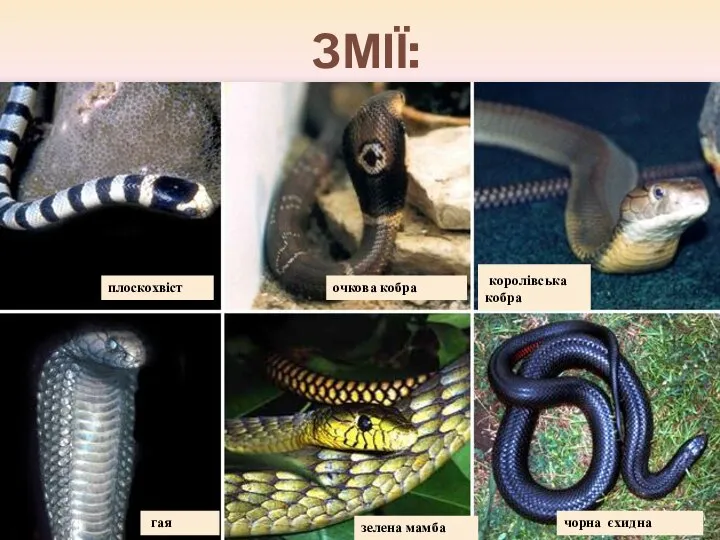 ЗМІЇ: плоскохвіст очкова кобра королівська кобра гая зелена мамба чорна єхидна